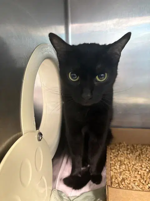 Ozzy - Domestic Short Hair