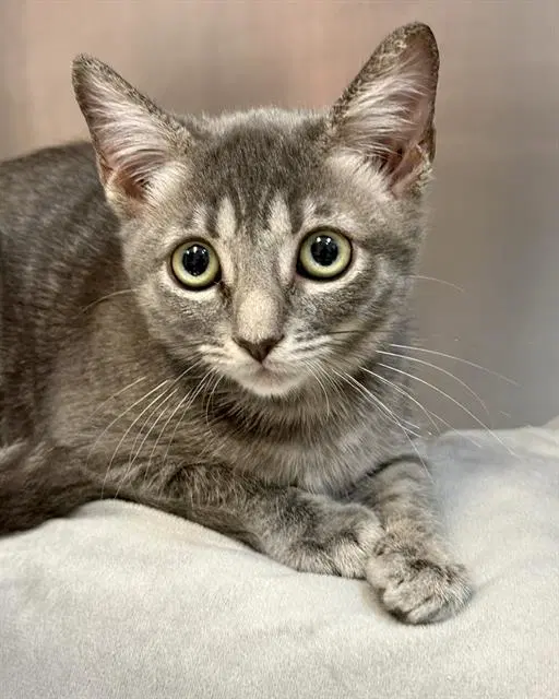 Grey Pearl - Domestic Short Hair
