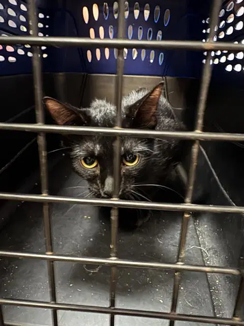 Farrah - Domestic Short Hair
