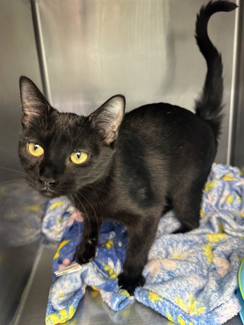 FURNA, a cat for adoption from Panhandle Animal Welfare Society