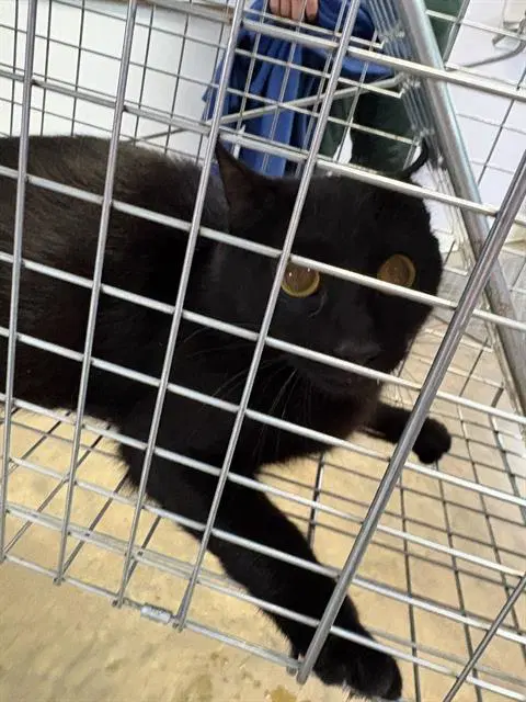 Acid Princess Of Darkness - Domestic Short Hair