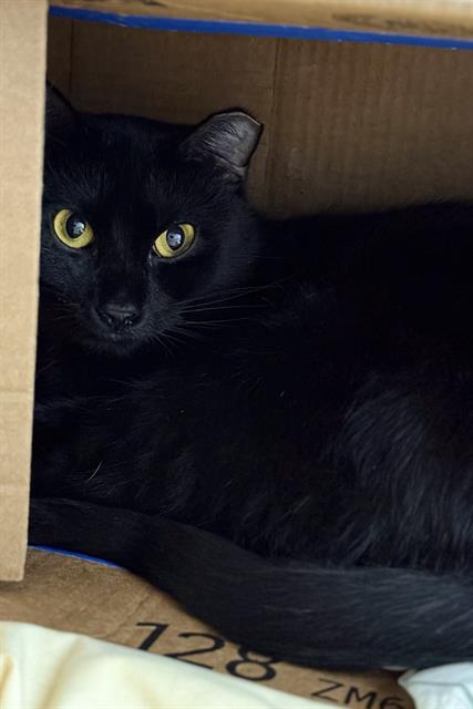 ACID PRINCESS OF DARKNESS, a cat for adoption from Panhandle Animal Welfare Society