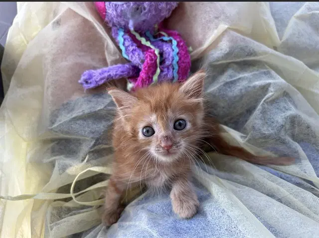 Capuchin - Domestic Short Hair