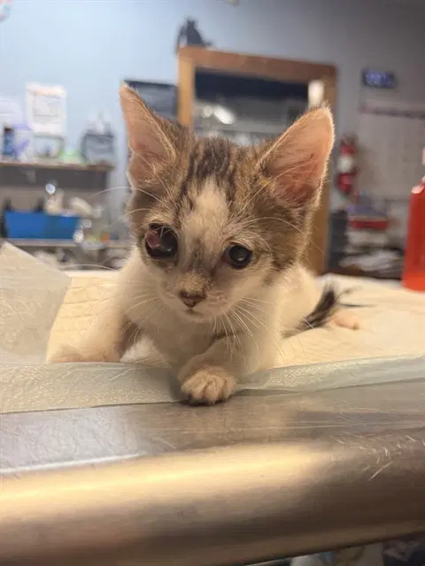 Beetle - Domestic Short Hair