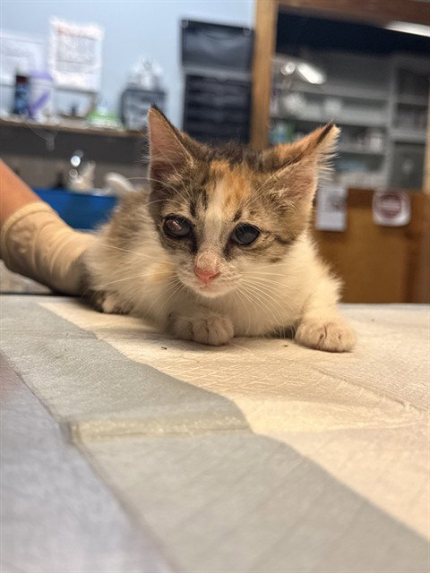 CRICKET, a cat for adoption from Panhandle Animal Welfare Society