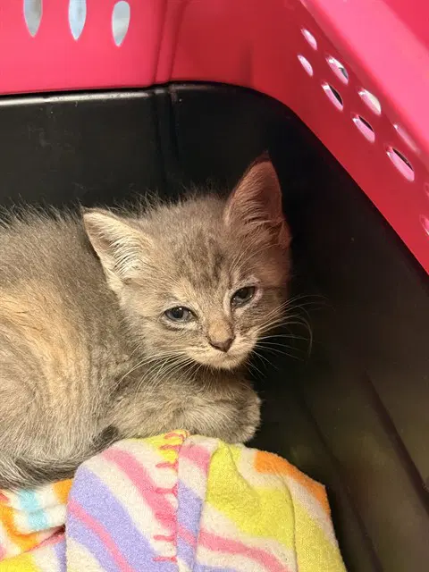 Maleficent - Domestic Short Hair