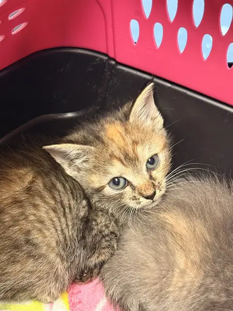 Medusa - Domestic Short Hair
