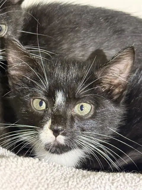 Thimble - Domestic Short Hair