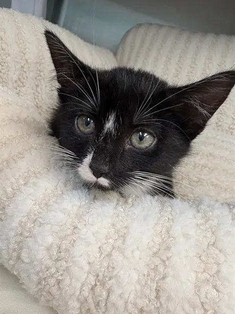 Thimble - Domestic Short Hair