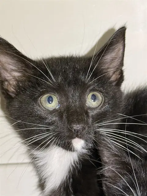 Primrose - Domestic Short Hair
