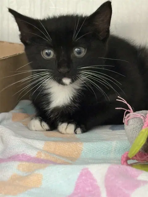 Primrose - Domestic Short Hair