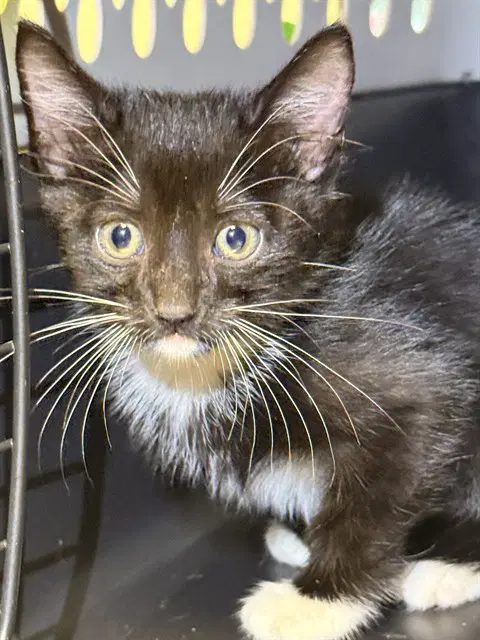 Sprout - Domestic Short Hair
