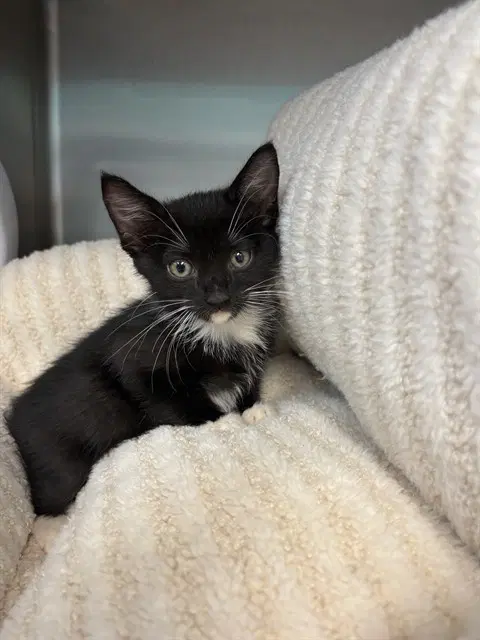 Sprout - Domestic Short Hair