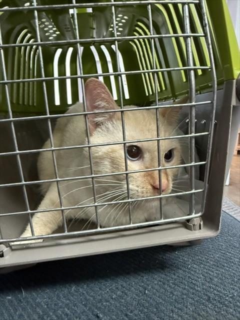 picture of the cat needing adoption