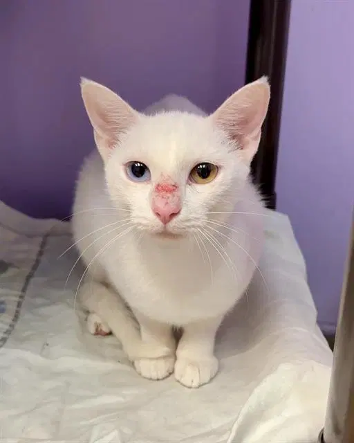 Avalyn - Domestic Short Hair