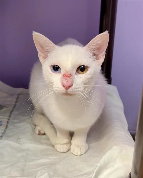 AVALYN, a cat for adoption from Panhandle Animal Welfare Society