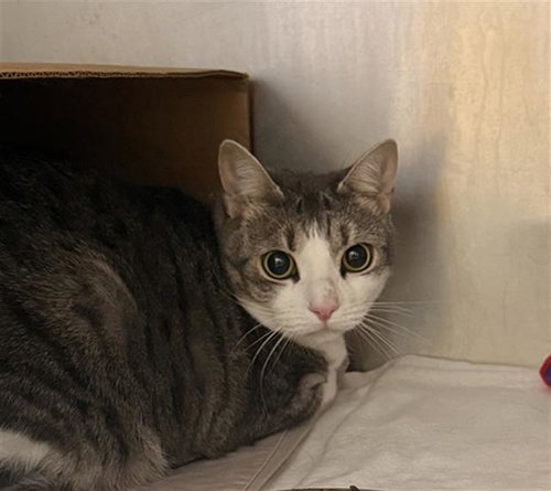 IRIS, a cat for adoption from Panhandle Animal Welfare Society