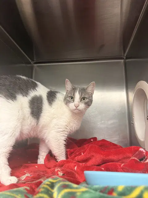 Lola - Domestic Short Hair