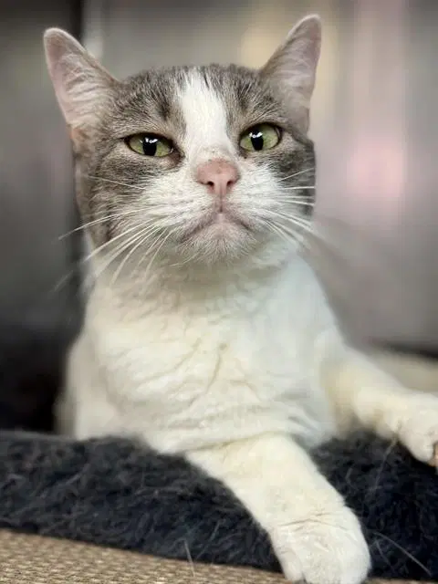 Lola - Domestic Short Hair