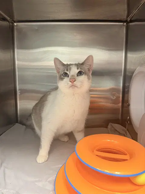 Chloe - Domestic Short Hair