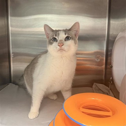 CHLOE, a cat for adoption from Panhandle Animal Welfare Society