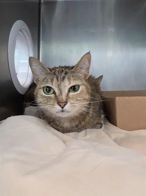 Luna - Domestic Short Hair