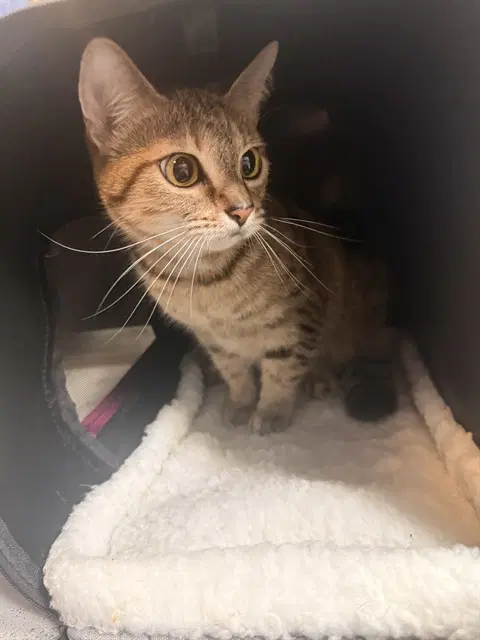 Xena - Domestic Short Hair