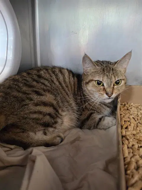 Xena - Domestic Short Hair