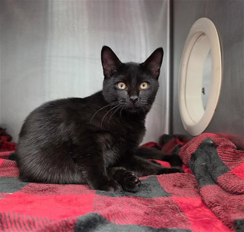 TERRY, a cat for adoption from Panhandle Animal Welfare Society