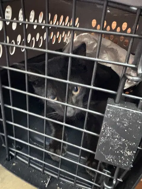 Korvo - Domestic Short Hair