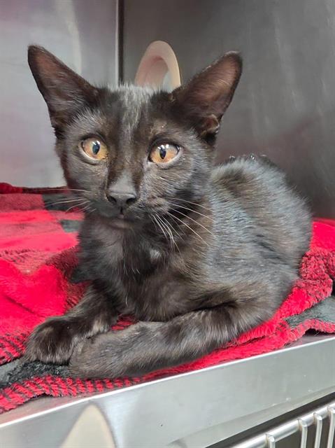 KORVO, a cat for adoption from Panhandle Animal Welfare Society