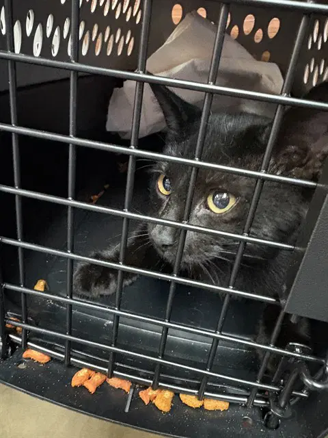 Yumyulack - Domestic Short Hair