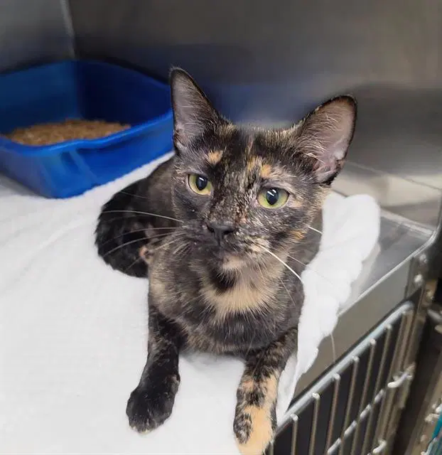 Lizzie Meowguire - Domestic Short Hair