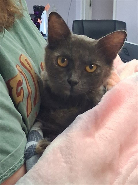 PURRCILLA, a cat for adoption from Panhandle Animal Welfare Society