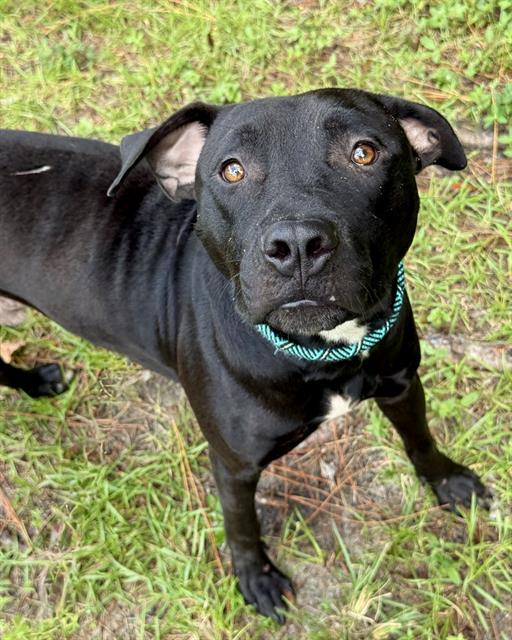 Friesian, Labrador Retriever
