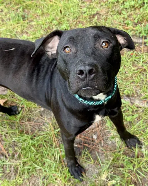 Friesian - Labrador Retriever