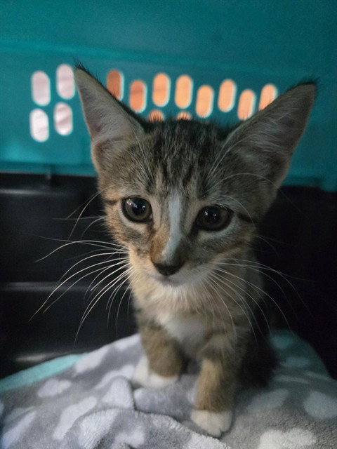 Clank, Domestic Short Hair