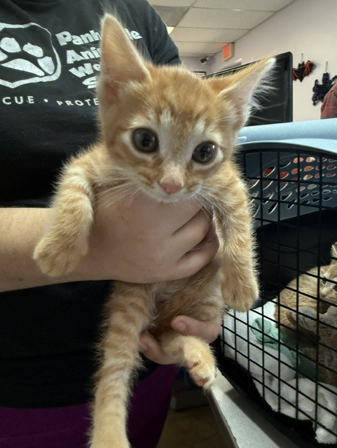 Augustus, Domestic Short Hair