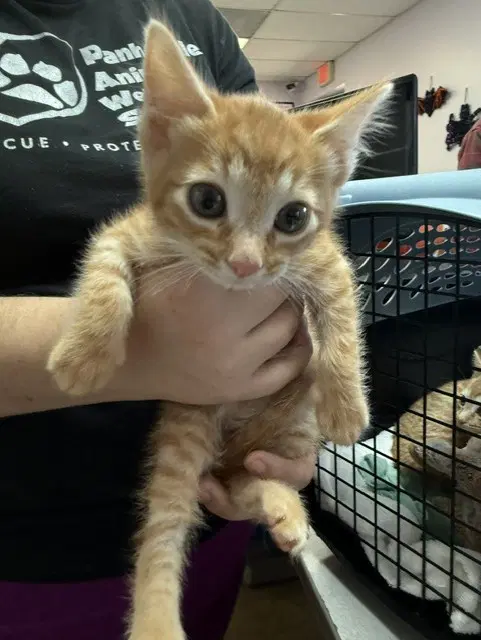 Augustus - Domestic Short Hair