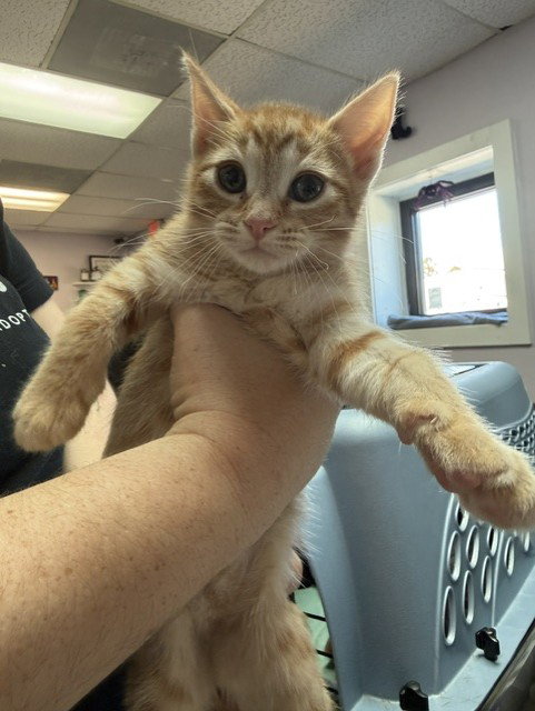 ZUUL, a cat for adoption from Panhandle Animal Welfare Society