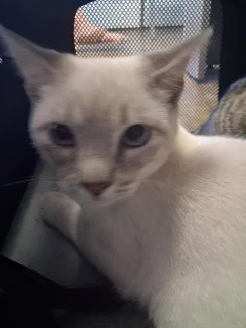 Duck, Domestic Short Hair