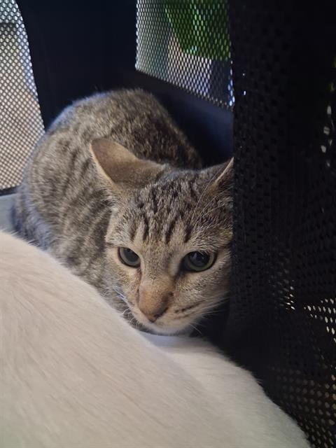 GOOSE, a cat for adoption from Panhandle Animal Welfare Society