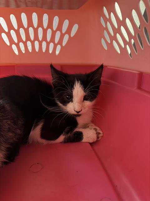 METALICA, a cat for adoption from Panhandle Animal Welfare Society