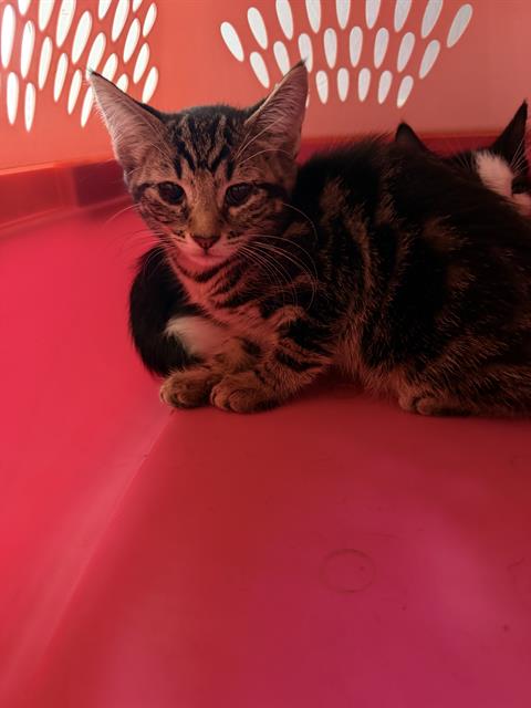 Sleep Token, Domestic Short Hair