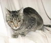 adoptable Cat in Fort Walton Beach, FL named Elvira