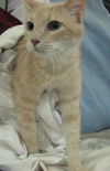 adoptable Cat in Fort Walton Beach, FL named Fabio