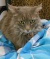 adoptable Cat in Fort Walton Beach, FL named Kaiya