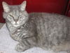 adoptable Cat in Fort Walton Beach, FL named Jb