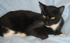 adoptable Cat in Fort Walton Beach, FL named Natalie