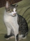 adoptable Cat in Fort Walton Beach, FL named Sharon